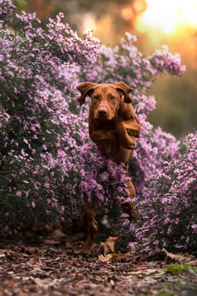 Springfoto vom Magyar Vizsla, Magdeburg
